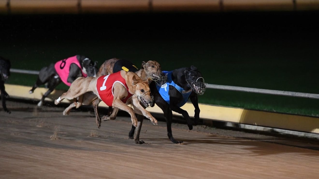 Greyhound Tips 24th December 2020 • PlayBook